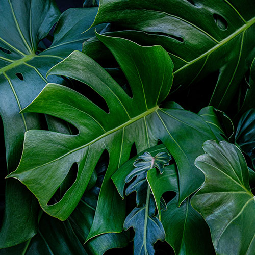 Monstera Green Leaves Or Monstera Deliciosa In Dark Tones, Backg